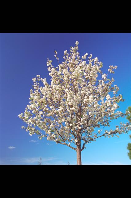 NASA image: ARC-1995-AC94-0007-66