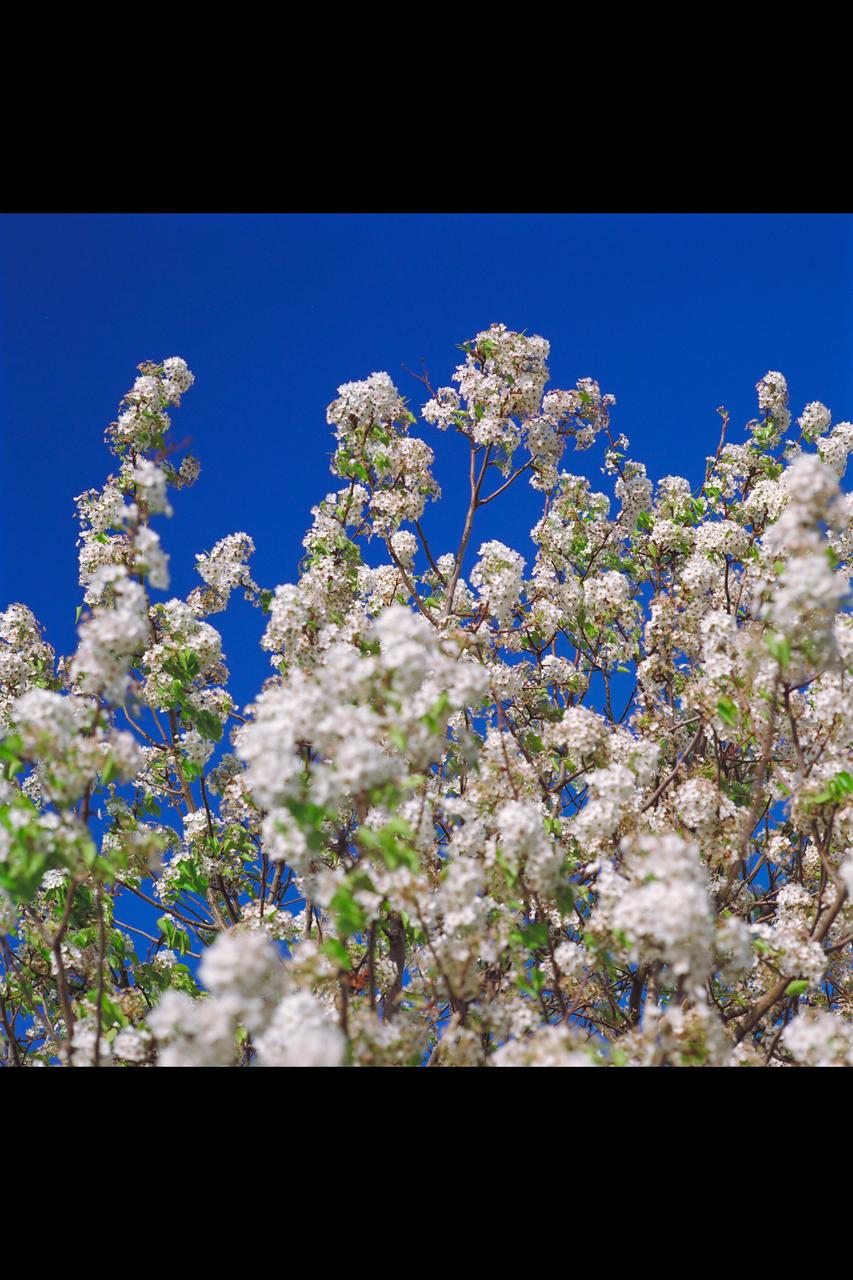 A photograph of a tree near the N-260 Fluid Mechanics Laboratory building.
