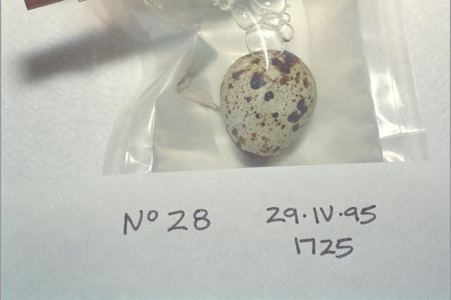 NASA image: ARC-1995-AC95-0251-2