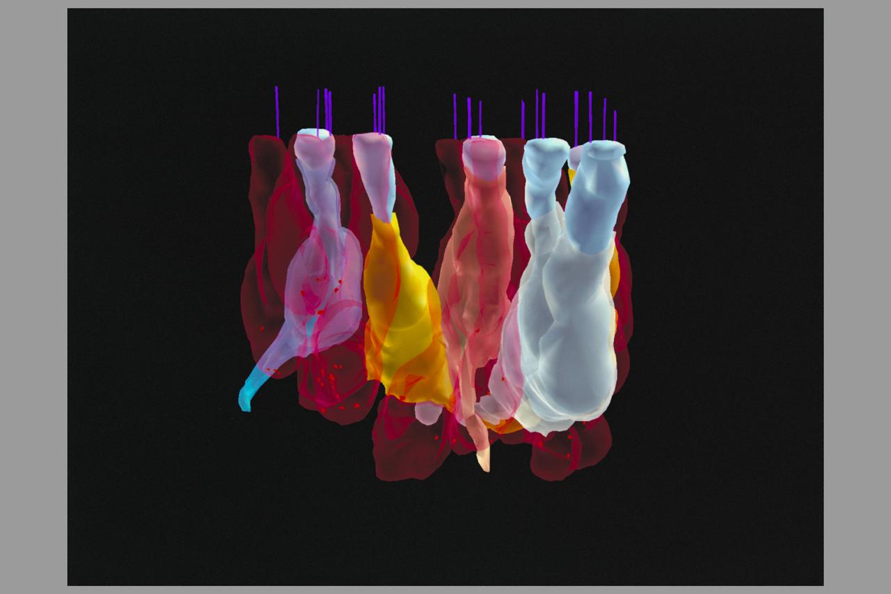 Virtual Reality Application for Neuroscience Research Biocomputation in the study of space motion sickness and balance (inner ear)