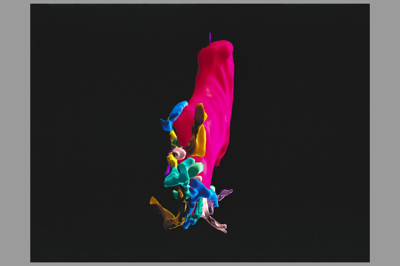 Dr Murial Ross's Virtual Reality Application for Neuroscience Research Biocomputation.  To study human disorders of balance and space motion sickness.  Shown here is a 3D reconstruction of a nerve ending in inner ear, nature's  wiring of balance organs.