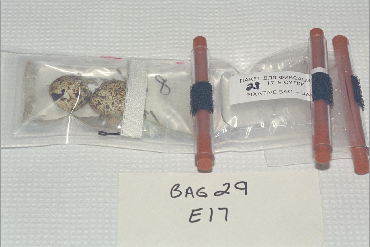 Space Shuttle STS-74 incubator fix kit; Quail Eggs from MIR Space Station