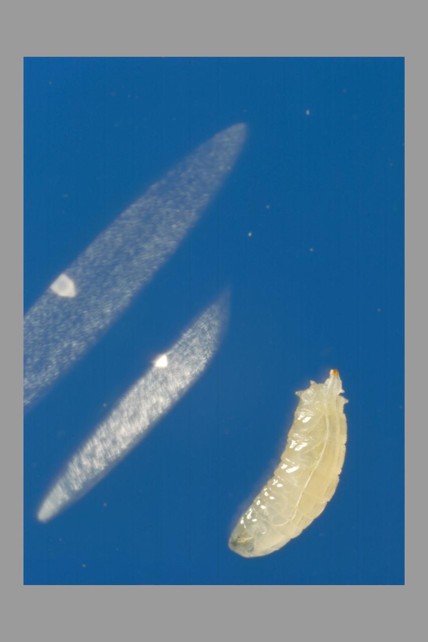 Life cycle of a Fruit Fly: larvae
