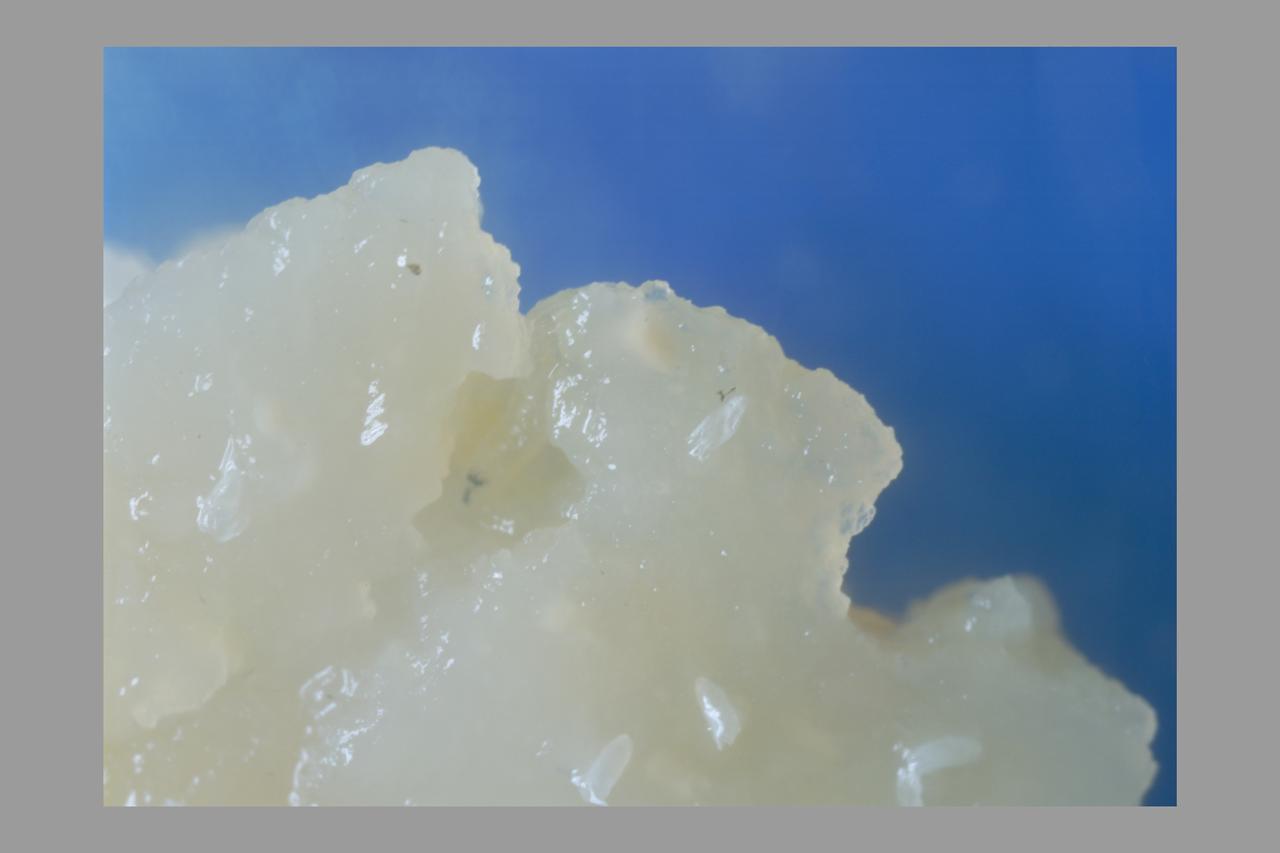 Life Cycle of a Fruit Fly: egges in agar