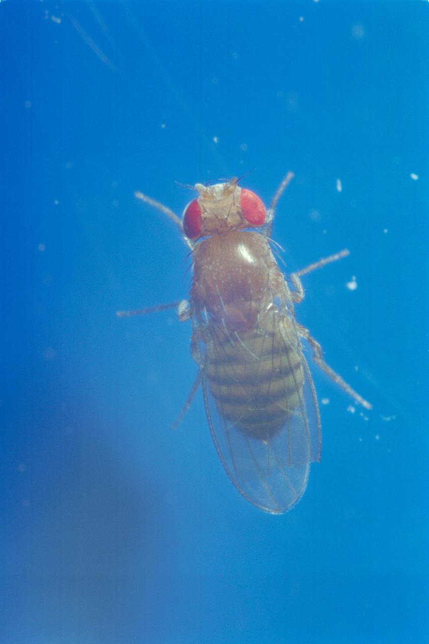 Life Cycle of a Fruit Fly: live female adult