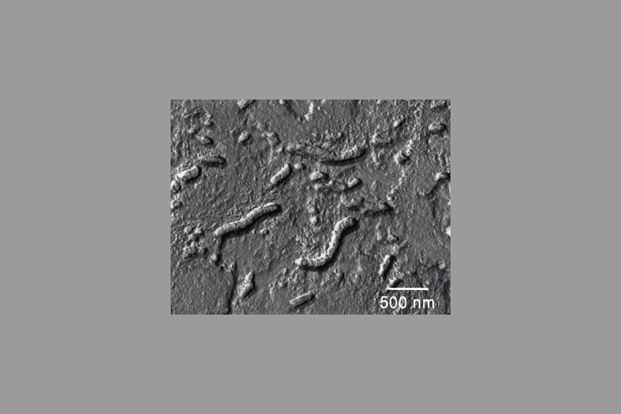 Martian Meteorite (ALH84001): This high resolution transmission electron microscope image is of a cast, or replica, from a chip of a Martian meteorite, labeled ALH84001, that shows the outline of what are believed to be possible microscopic fossils of bacteria-like organisms that may have lived on Mars more than 3.6 billion years ago. The tubular features in this image are less than a micrometer in size, or about 1/500th the diameter of a human hair.  (JSC ref: S96-12637)