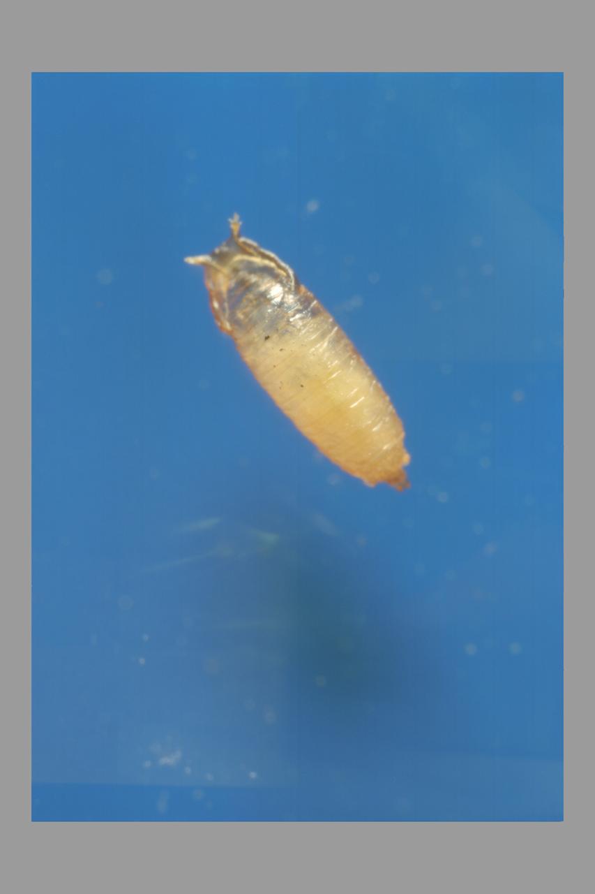 Life Cycle of a Fruit Fly: pupae