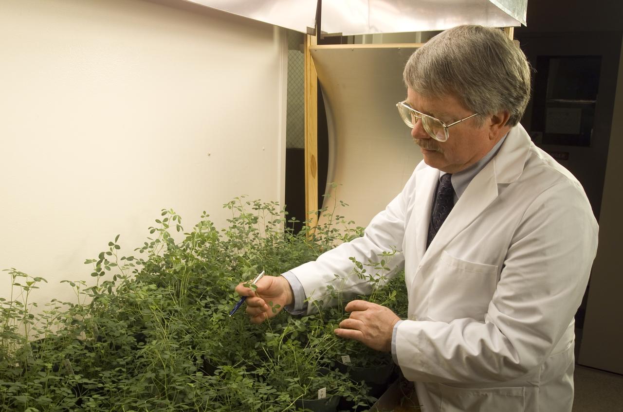 Microvave effects on plant growth (alfalfa), shown here is Dr. Jay Skiles of NASA Ames Research Center, Moffett Field, Calif.   NASA scientists are about to test that hypothesis by evaluating the effects of continuously beaming weak microwaves on alfalfa plants during laboratory tests. Microwaves derived from solar power and transmitted by orbiting satellites to electric power stations on Earth may someday enable U.S. energy self-sufficiency, but is this method safe for local plant life?