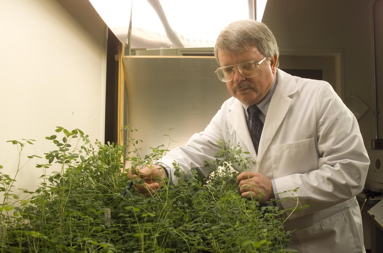Microvave effects on plant growth (alfalfa), shown here is Dr. Jay Skiles of NASA Ames Research Center, Moffett Field, Calif.   NASA scientists are about to test that hypothesis by evaluating the effects of continuously beaming weak microwaves on alfalfa plants during laboratory tests. Microwaves derived from solar power and transmitted by orbiting satellites to electric power stations on Earth may someday enable U.S. energy self-sufficiency, but is this method safe for local plant life?