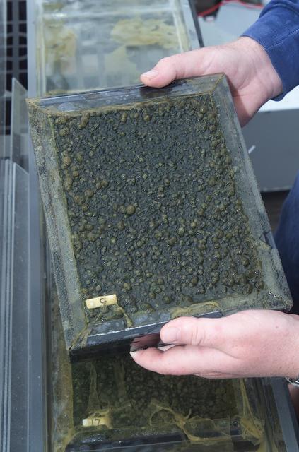 Microbial Mats; n-239 roof, Greenhouse one: medium view of flux measurement test