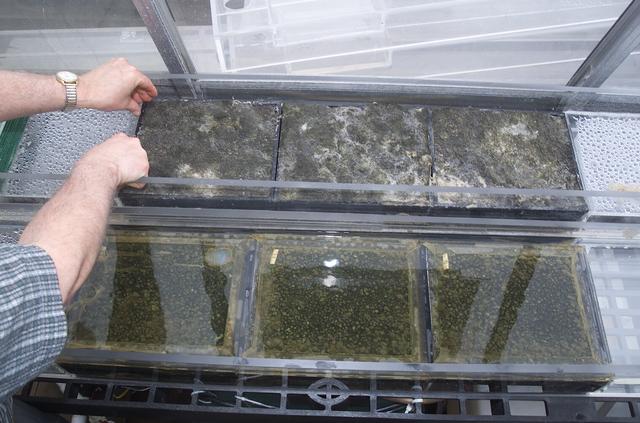 Microbial Mats; n-239 roof, Greenhouse one: intertidal and subtidal microbial mats