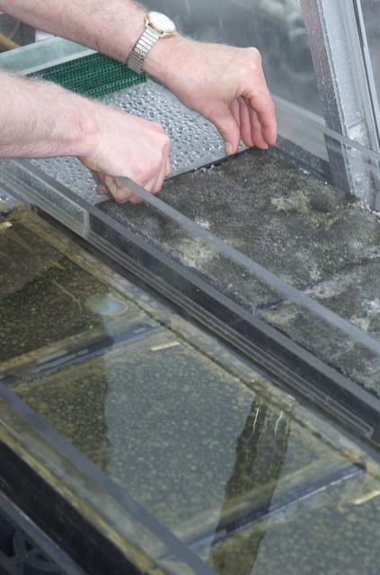 Microbial Mats; n-239 roof, Greenhouse one: intertidal and subtidal microbial mats