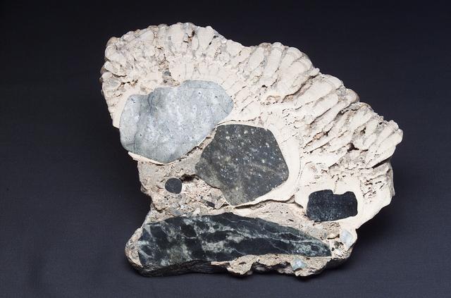 Microbial Mats study: close up of a section of a Stomatolite from Walker Lake, NV