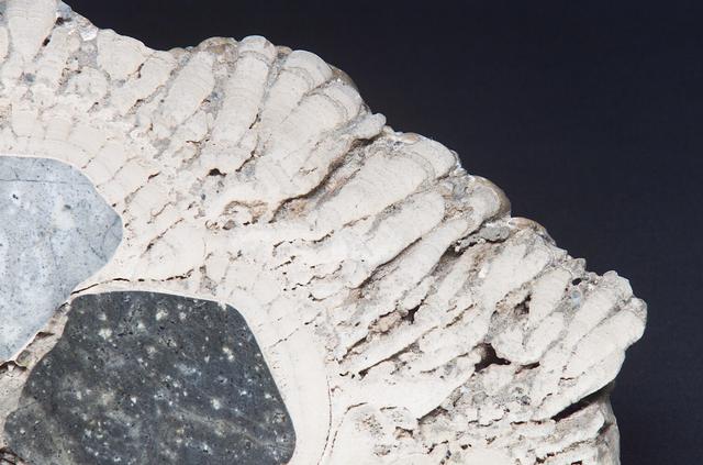 Microbial Mats study: close up of a section of a Stomatolite from Walker Lake, NV