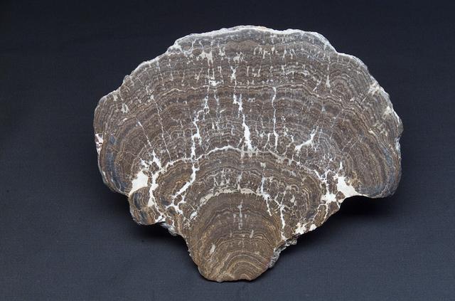 Microbial Mats study: Stomatolite