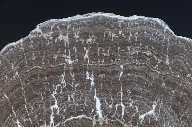 Microbial Mats study: close up of section of a Stomatolite