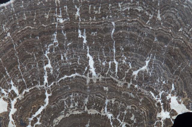 Microbial Mats study: Stomatolite