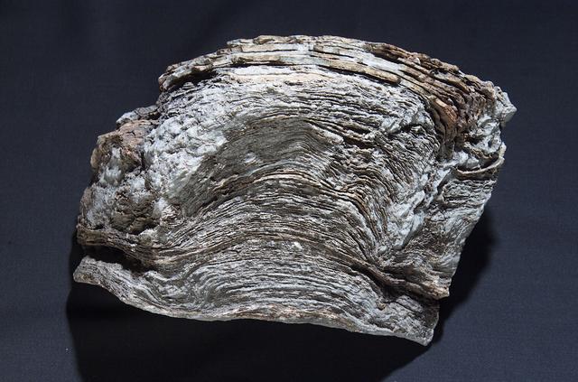 Microbial Mats; n-239 roof, Greenhouse one: stomatolite