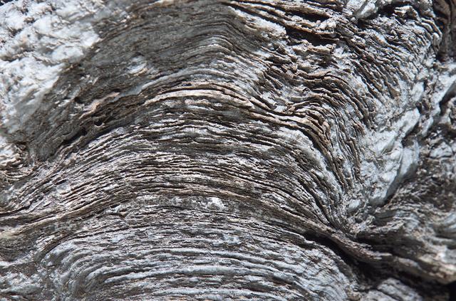 Microbial Mats; n-239 roof, Greenhouse one: stromatolite