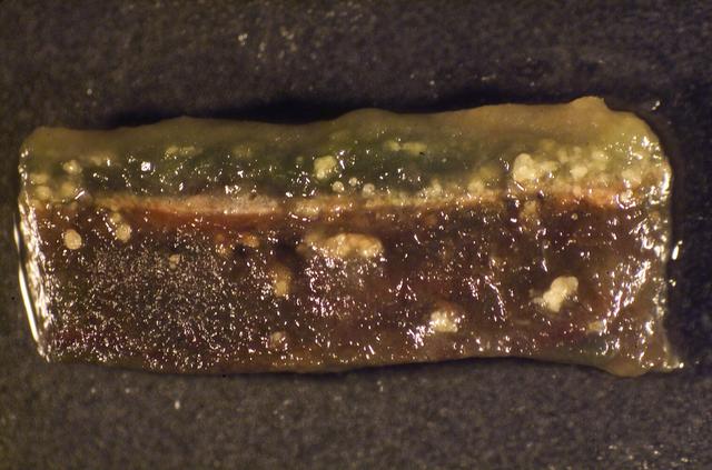 Microbial Mats; N-239 roof, Greenhouse one: close ups of microbial mats showing layering