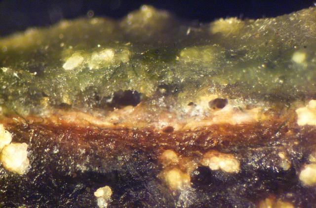 Microbial Mats; N-239 roof, Greenhouse one: close ups of microbial mats showing layering