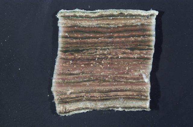 Microbial Mats; N-239 roof, Greenhouse one: close ups of microbial mats showing layering