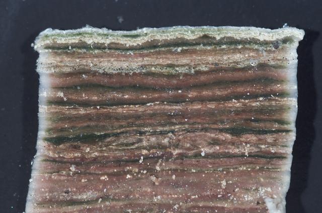 Microbial Mats; N-239 roof, Greenhouse one: close ups of microbial mats showing layering