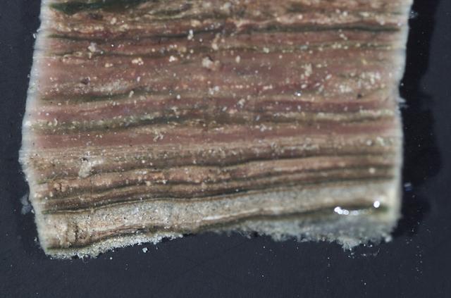 Microbial Mats; N-239 roof, Greenhouse one: close ups of microbial mats showing layering