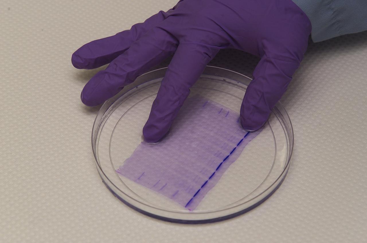 SSBRP Incubator/Small Payloads Development (N-261 Lab 1) with petrie dish speciems, led (red) lights and purple gloved hand