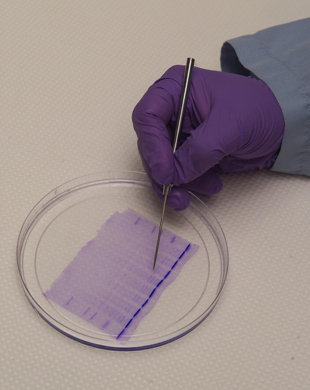 SSBRP Incubator/Small Payloads Development (N-261 Lab 1) with petrie dish speciems, led (red) lights and purple gloved hand
