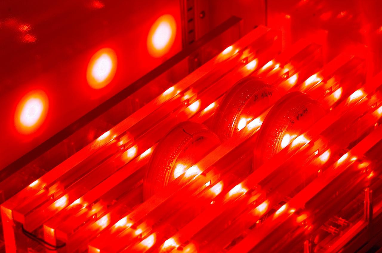 SSBRP Incubator/Small Payloads Development (N-261 Lab 1) with petrie dish speciems, led (red) lights and purple gloved hand