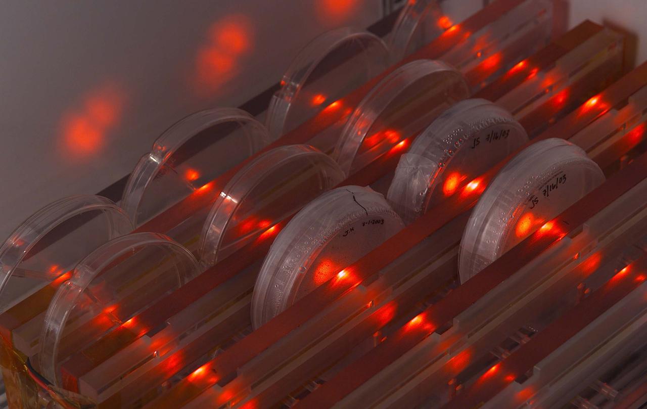 SSBRP Incubator/Small Payloads Development (N-261 Lab 1) with petrie dish speciems, led (red) lights and purple gloved hand