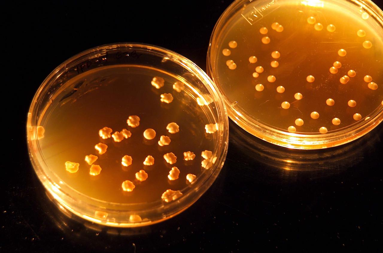 SSBRP Incubator/Small Payloads Development (N-261 Lab 1) with petrie dish speciems, led (red) lights and purple gloved hand