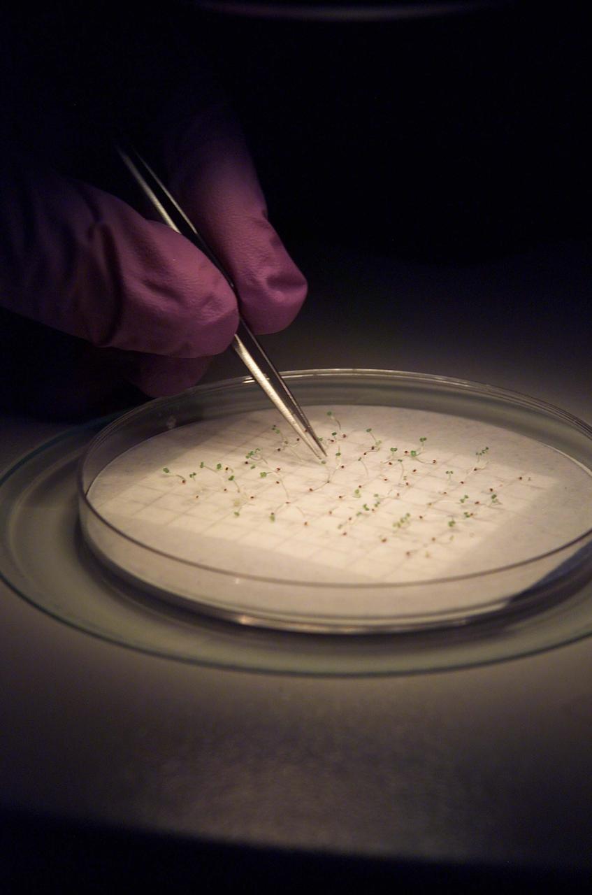 SSBRP Incubator/Small Payloads Development (N-261 Lab 1) with petrie dish speciems, led (red) lights and purple gloved hand