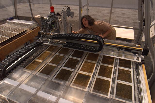 MICROBIAL MATS; N-239 GREENHOUSE WITH LEE BEBOUT AND MARY HOGAN (PLANT - ORGANISMS) for ASTROBIOLOGY MAGAZINE ARTICLE
