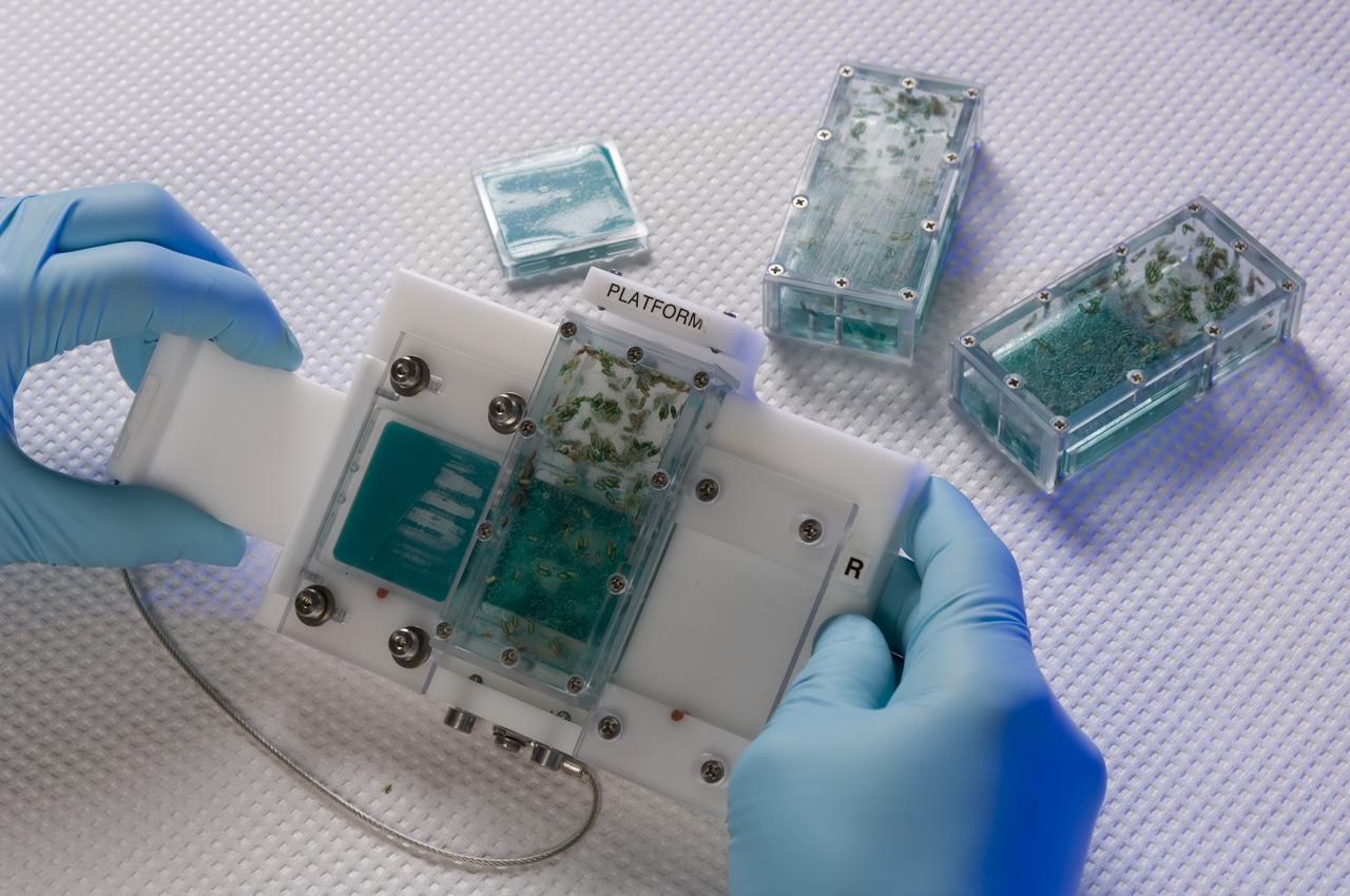 Space shuttle STS-121 FIT (Fly Immunity and Tumors) payload.  Using Drosophila (fruit fly) to complete the experiments. Platform used by astronauts to change out old food trays with new food trays in space to facilitate culturing new flies.