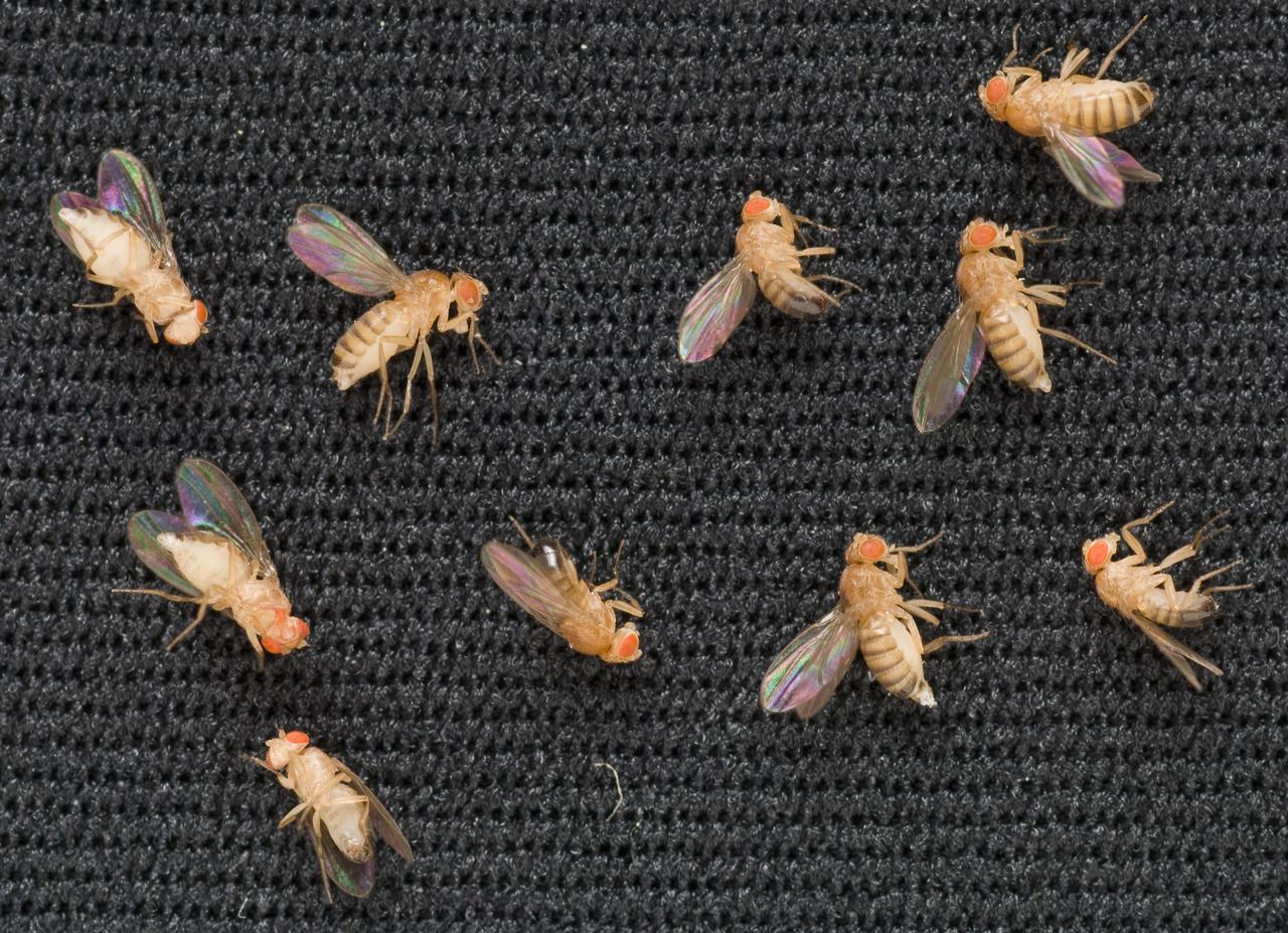 Space shuttle STS-121 FIT (Fly Immunity and Tumors) payload. Using Drosophila (fruit fly) to complete the experiments. wide view of Drosophila melanogaster (fruit fly).
