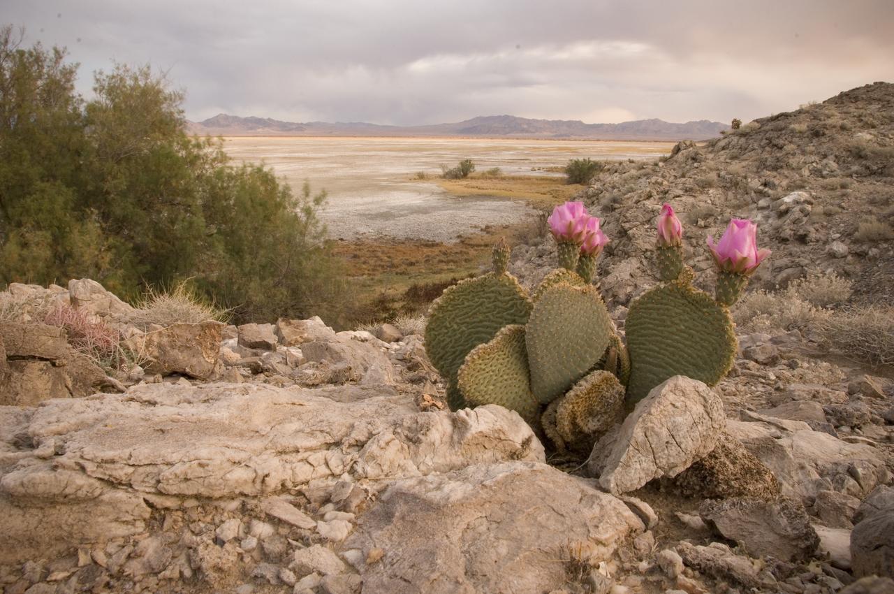 Spaceward Bound event in the Mojave Deser , CA (an outreach exercise) with Dr Chris McKay and Ames Education department personnel Brian Day, Barbara Bazar accompaning teachers (learning for the the classroom)