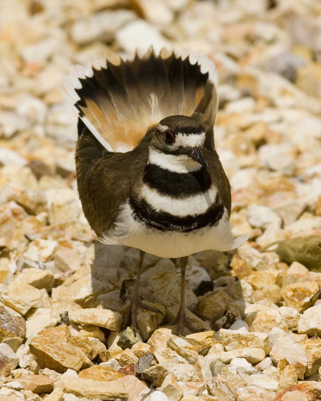 Nesting Killdeer and their chicks outside N-201 (near walkway)