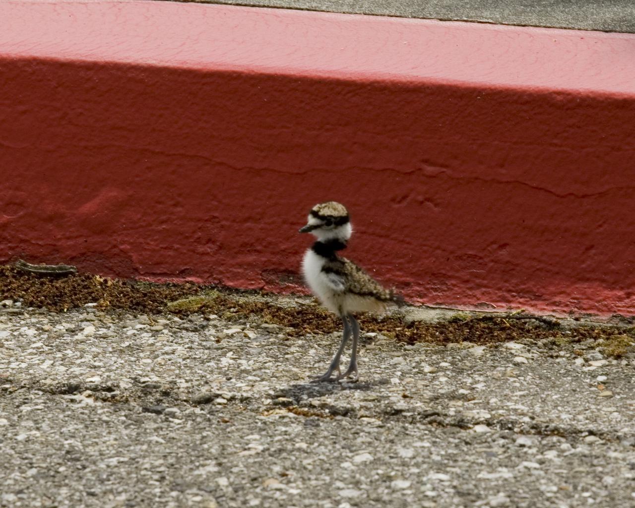 Nesting Killdeer and their chicks outside N-201 (near walkway)