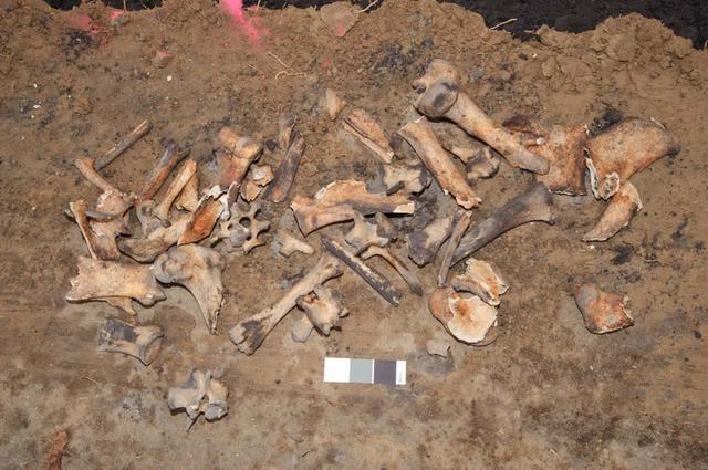 Bones found at the site of the Sustainability Base N-232. Later determined to be from a domestic animal, possibly a donkey or horse.