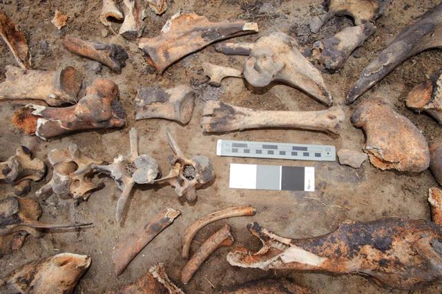 Bones found at the site of the Sustainability Base N-232. Later determined to be from a domestic animal, possibly a donkey or horse.