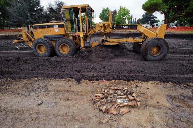Bones found at the site of the Sustainability Base N-232. Later determined to be from a domestic animal, possibly a donkey or horse.