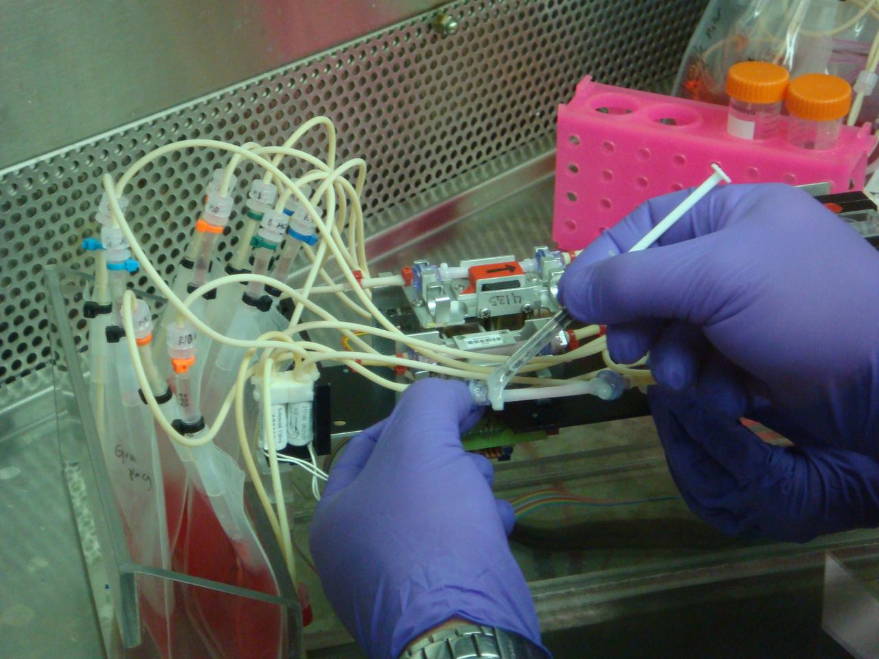 STS-131 payload; Ames Space Bio-Sciences Lab, Dr Eduardo Almeida P. I.; Assembly of Space Tissue Loss Hardware