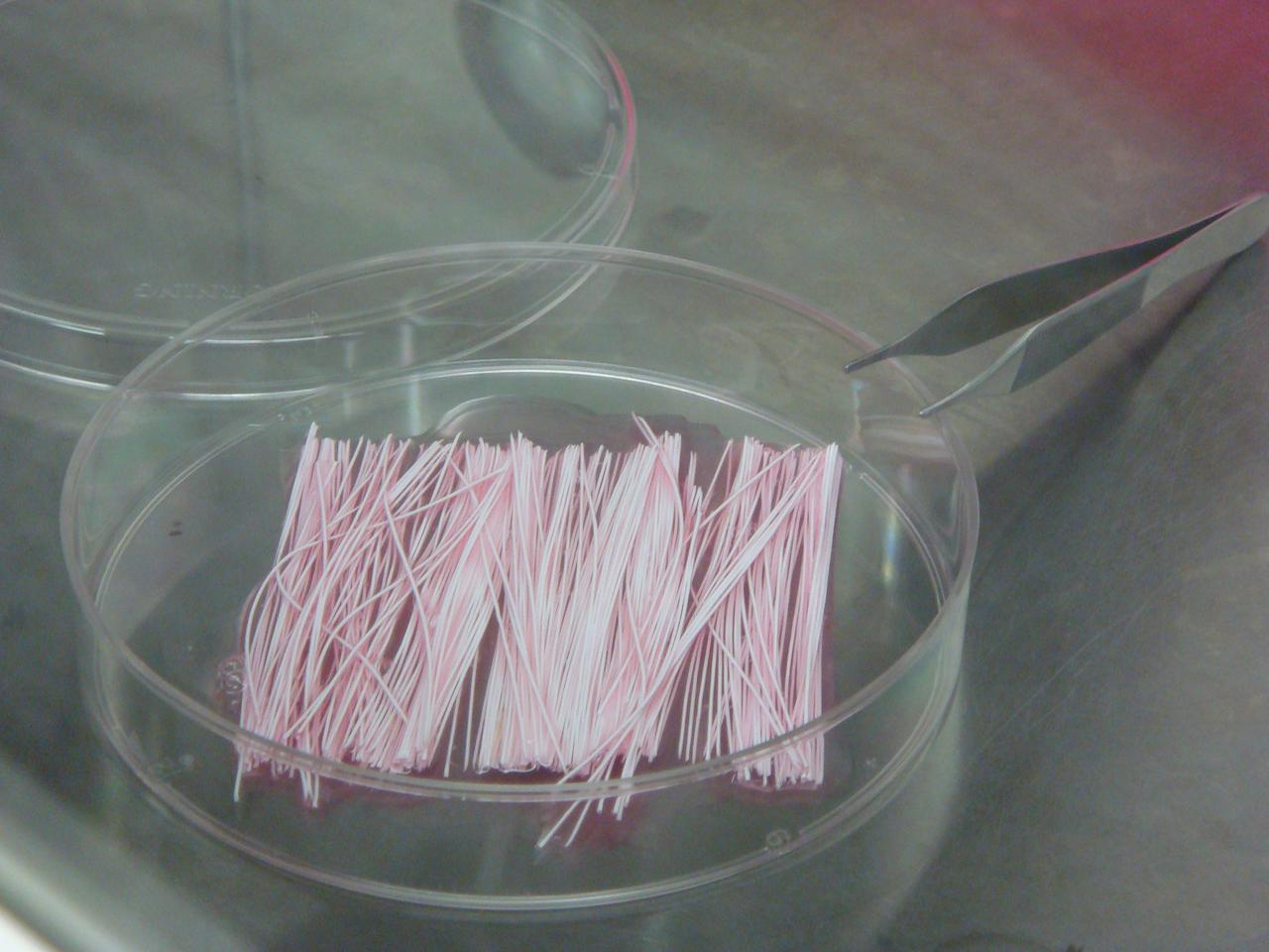 STS-131 payload; Ames Space Bio-Sciences Lab, Dr Eduardo Almeida P. I.; hollow fibers used in Cell Bioreactors