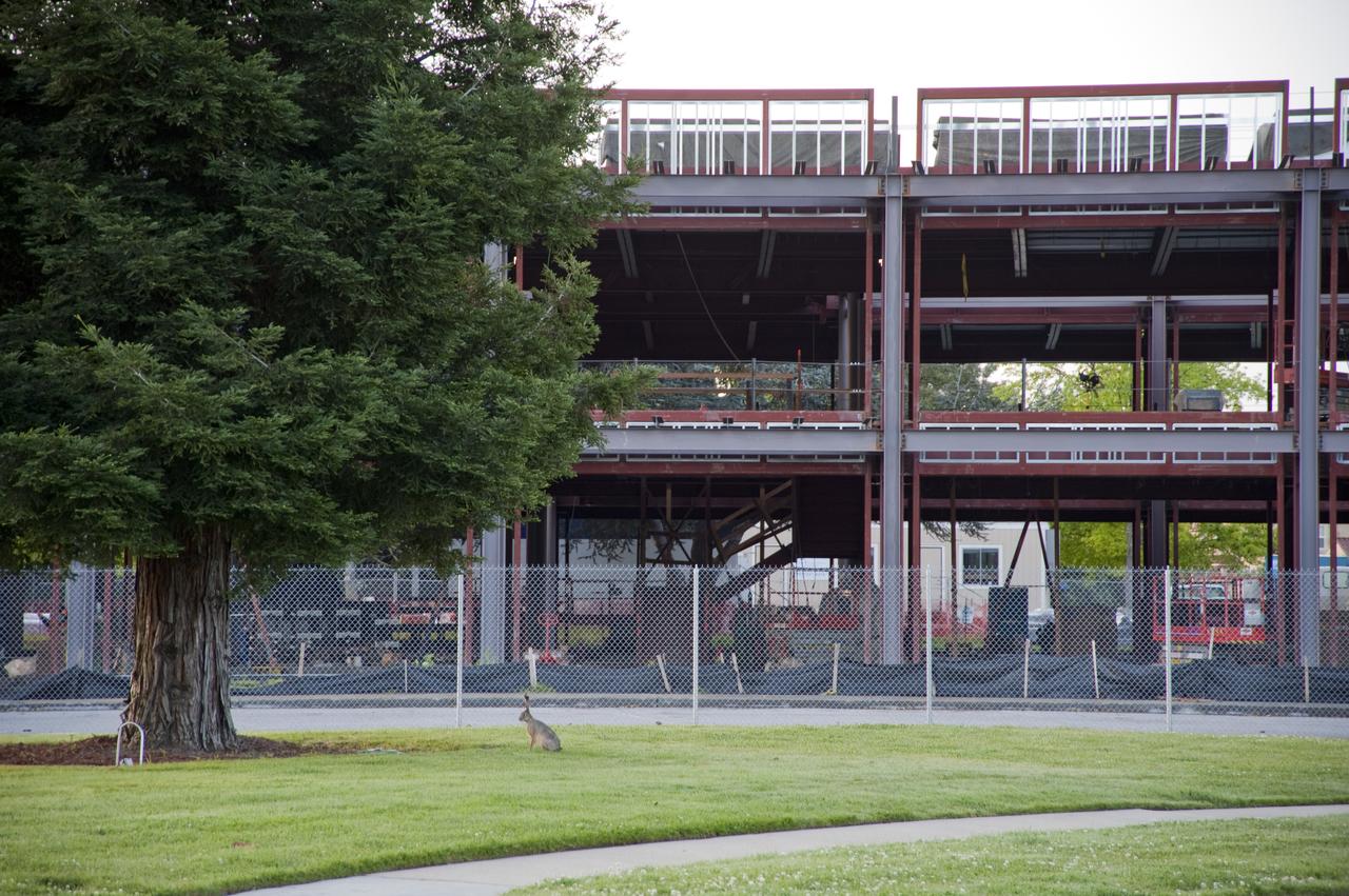 Construction of the new NASA Ames Green Building dubbed Sustainability Base located on the Ames Research Center campus at Moffett Field, CA.  Jack rabbit in foreground.