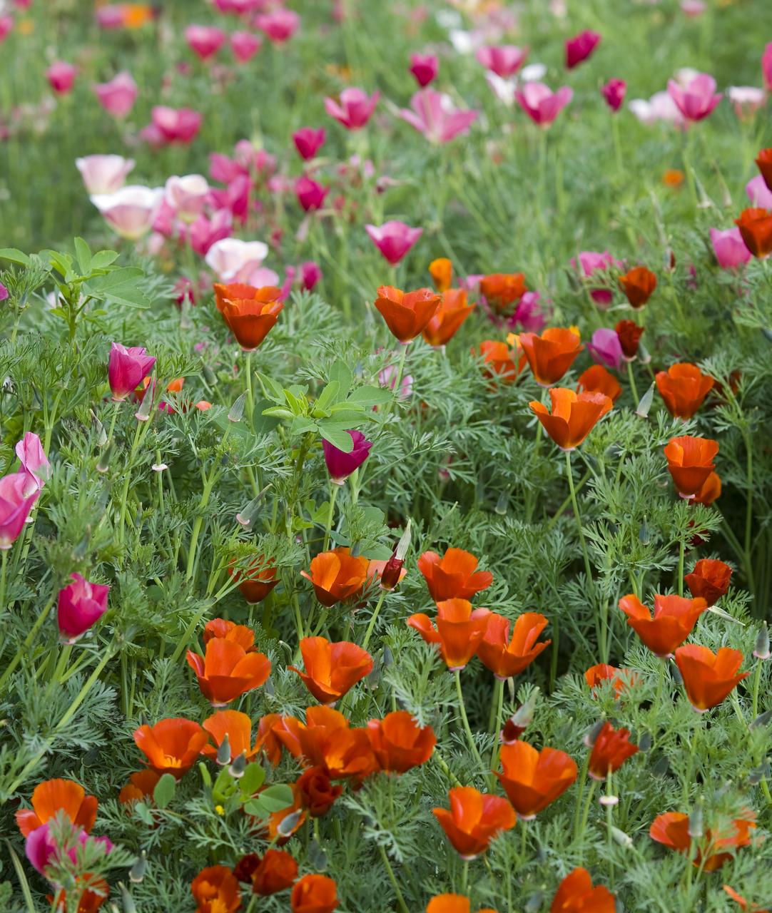 Environmental sustainability is put into practice here in the native plant gardens that surround the main auditorium building at NASA Ames Research Center, Moffett Field, Calif.  An assortment of the colors of the California poppy are shown in this image. The garden contains many other native plants as well.