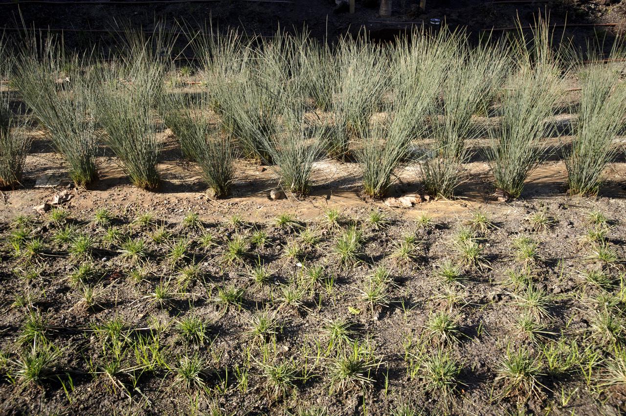 Construction of the new NASA Ames Green Building dubbed Sustainability Base located on the Ames Research Center campus at Moffett Field, CA. New drought resistant plantings.