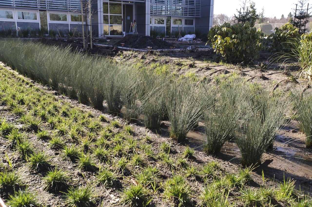 Construction of the new NASA Ames Green Building dubbed Sustainability Base located on the Ames Research Center campus at Moffett Field, CA. New drought resistant plantings.