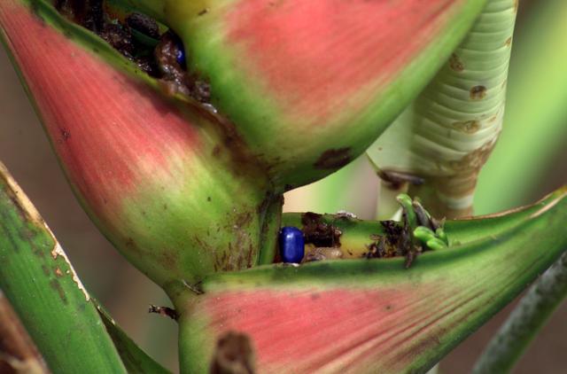 NASA image: A plant photographed in the La Selva region of the Costa Rican rain forest as part of NASA's AirSAR 2004 Mesoamerica campaign
